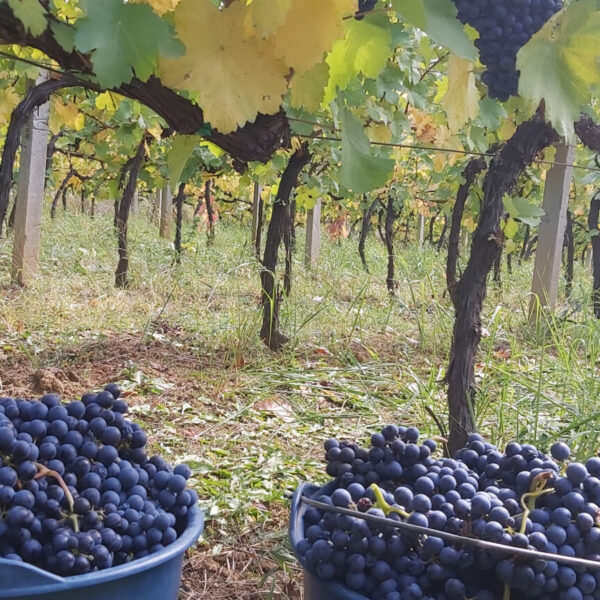 Bereczky-vineyard-Pinot-Noir-grapes