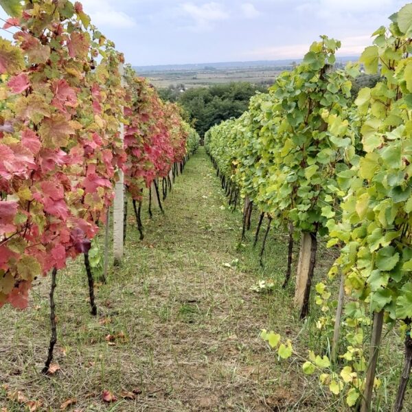 Bereczky-vineyard-grapes-field-for-wine