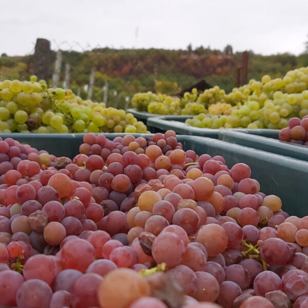 Bereczky-vineyard-grapes-rose-wine-20210930_145213