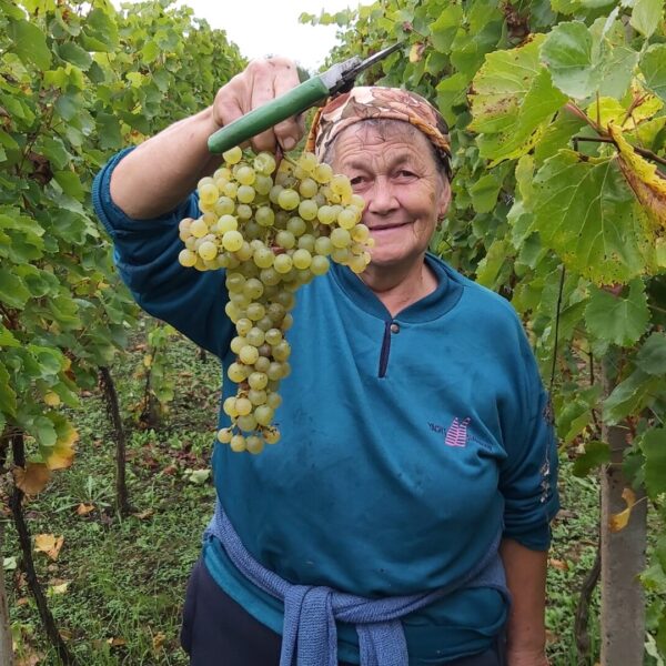 Bereczky-vineyard-harvest-grandmother-blanc-wine