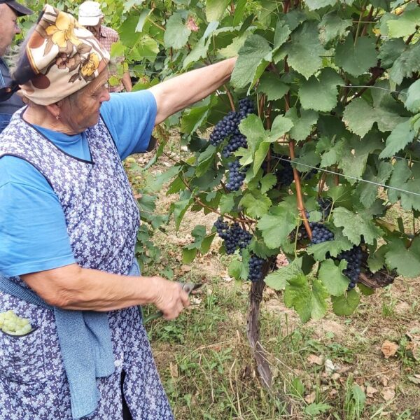 Bereczky-vineyard-harvest-grapes-pino-noir