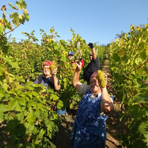 Bereczky-vineyard-harvest-team-hand-picked-blanc