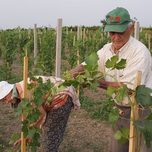 Bereczky-wine-tasting-degustation-20210715_064121